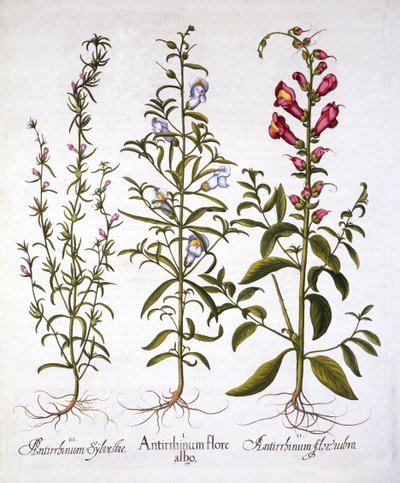 Snapdragons or Antirrhinums, from Hortus Eystettensis by German School